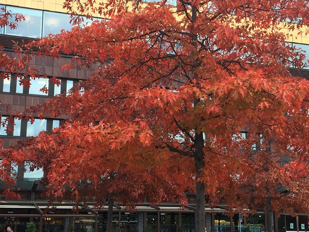 181010 Höstloven