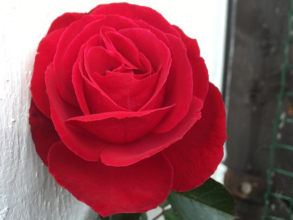 181013 Rosen red