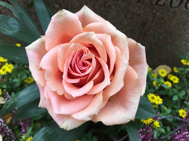 181013 Rosen rosa