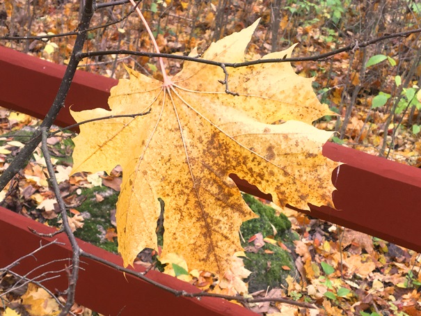 181020 lönnlöv