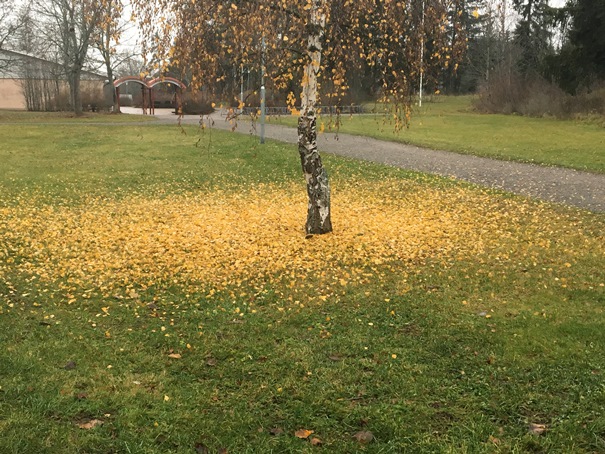 181111 hösten