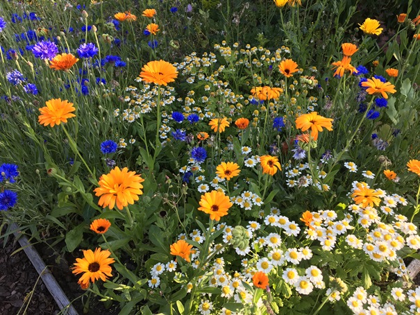 190727 Husbyborg blommor