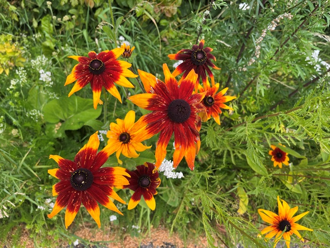 Blommor vid vägkanten